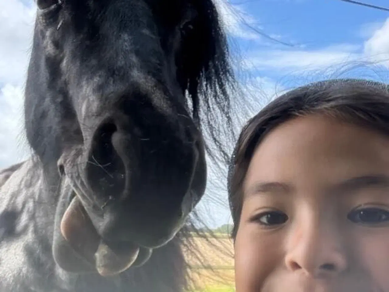 Billede 1 - Søger bundstabil børnepony🐴