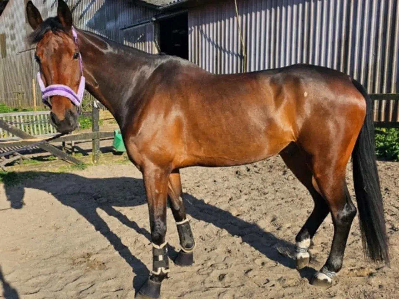 Billede 6 - Lilla Regn (Rain)