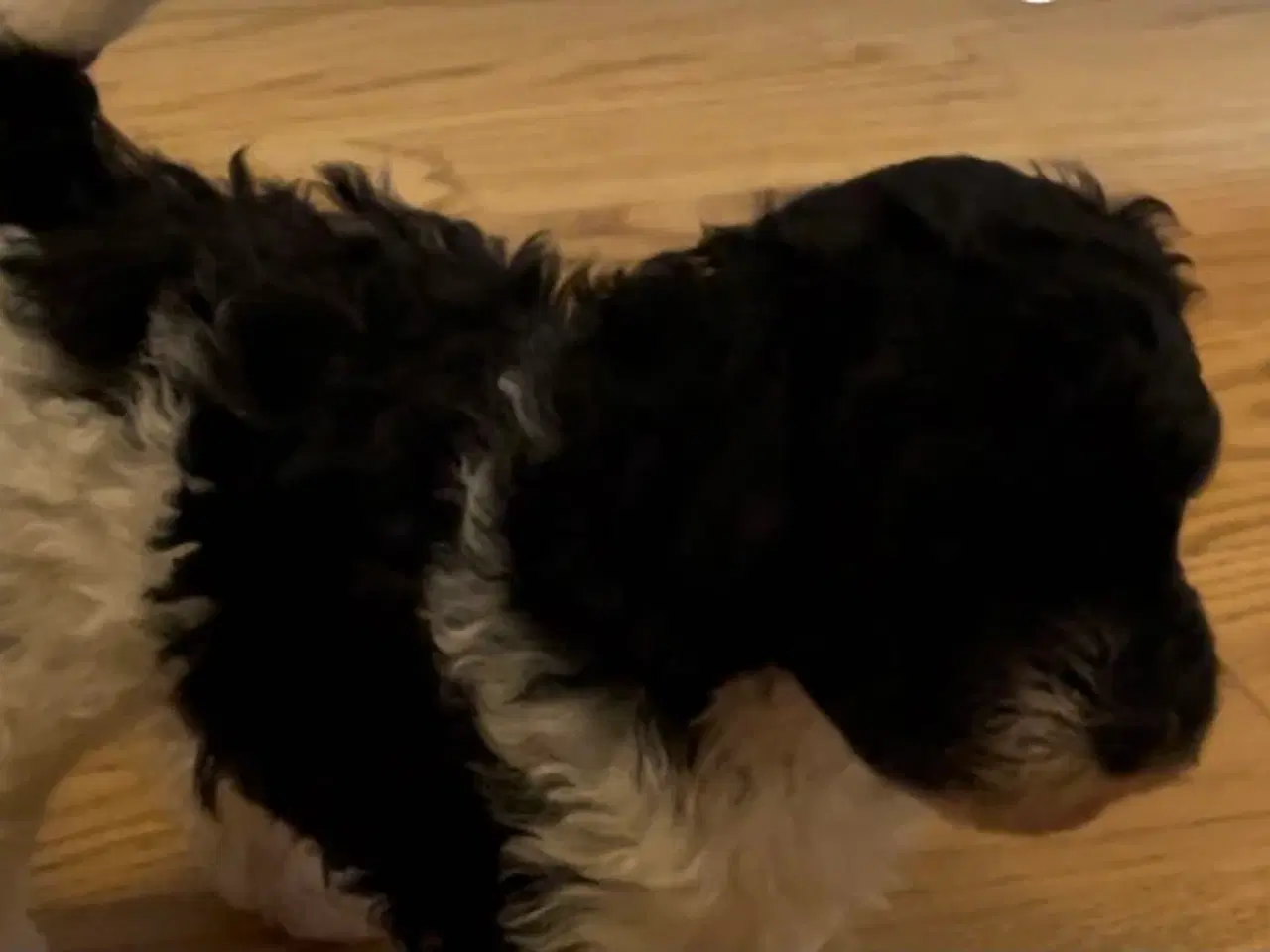 Billede 5 - Puddel hvalpe