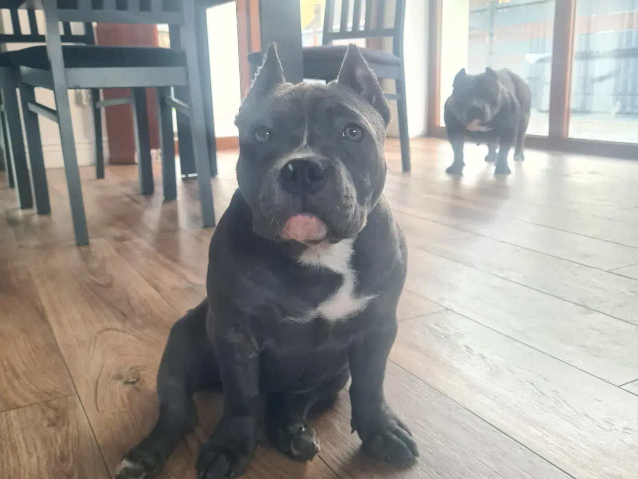 Billede 8 - American Bully Pocket abkc