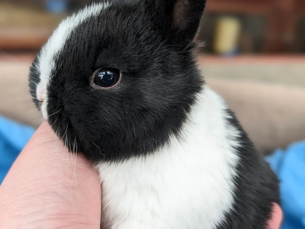 Billede 2 - Hermelin kaninunge sælges 