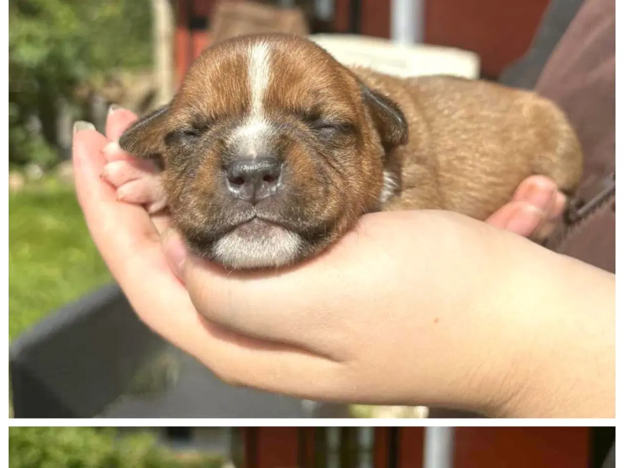 Billede 5 - Staffordshire Bull Terrier hvalpe med DKK tavle