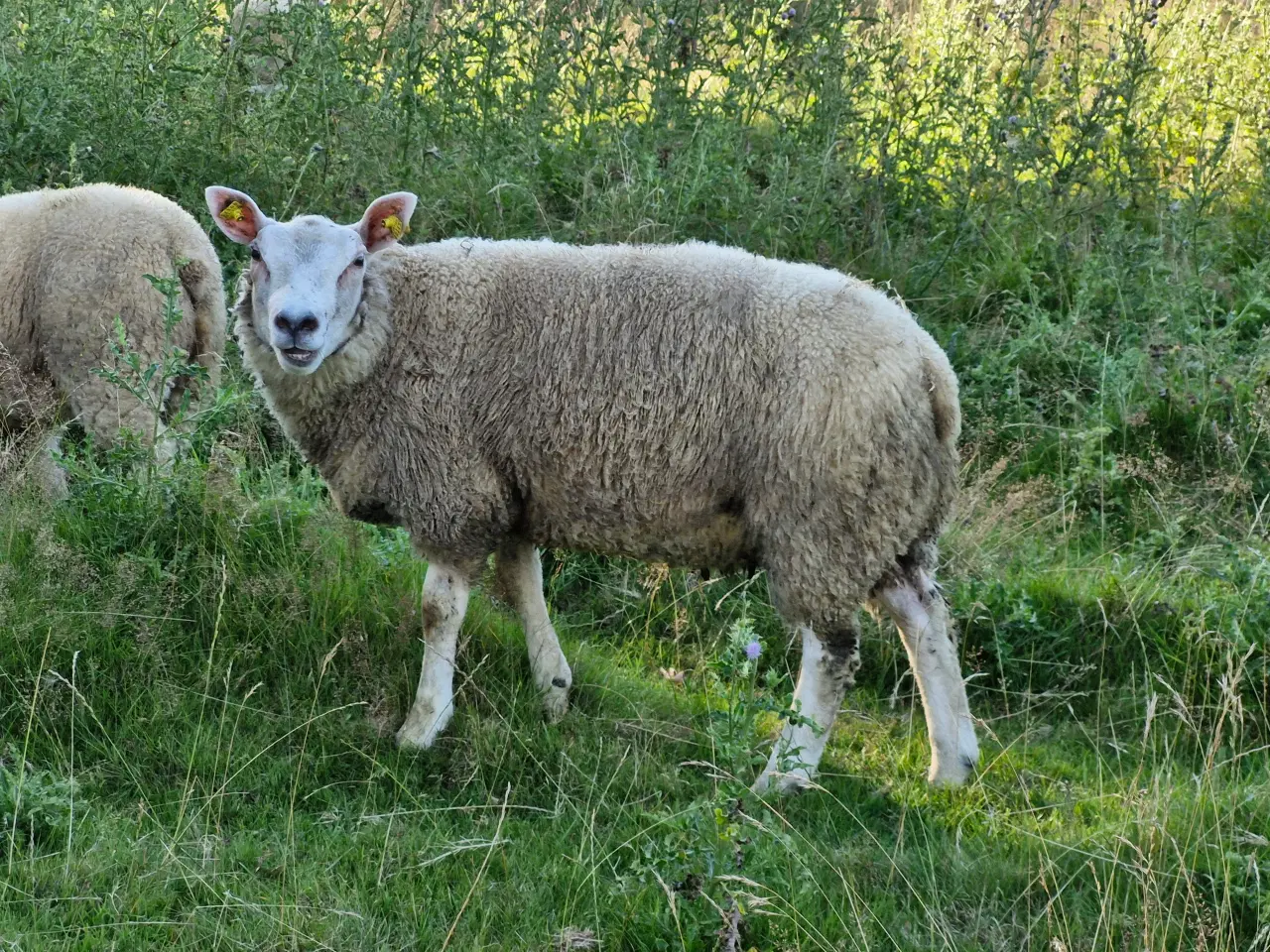 Billede 8 - Texel lam årgang 2024