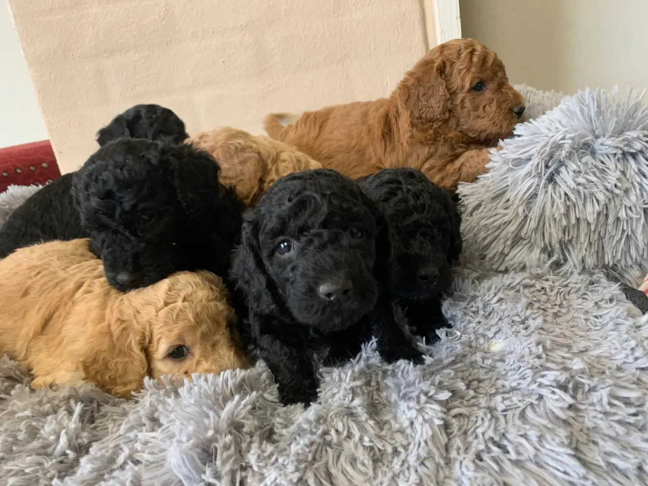 Billede 8 - Mini Golden Doodle F1B babyer 