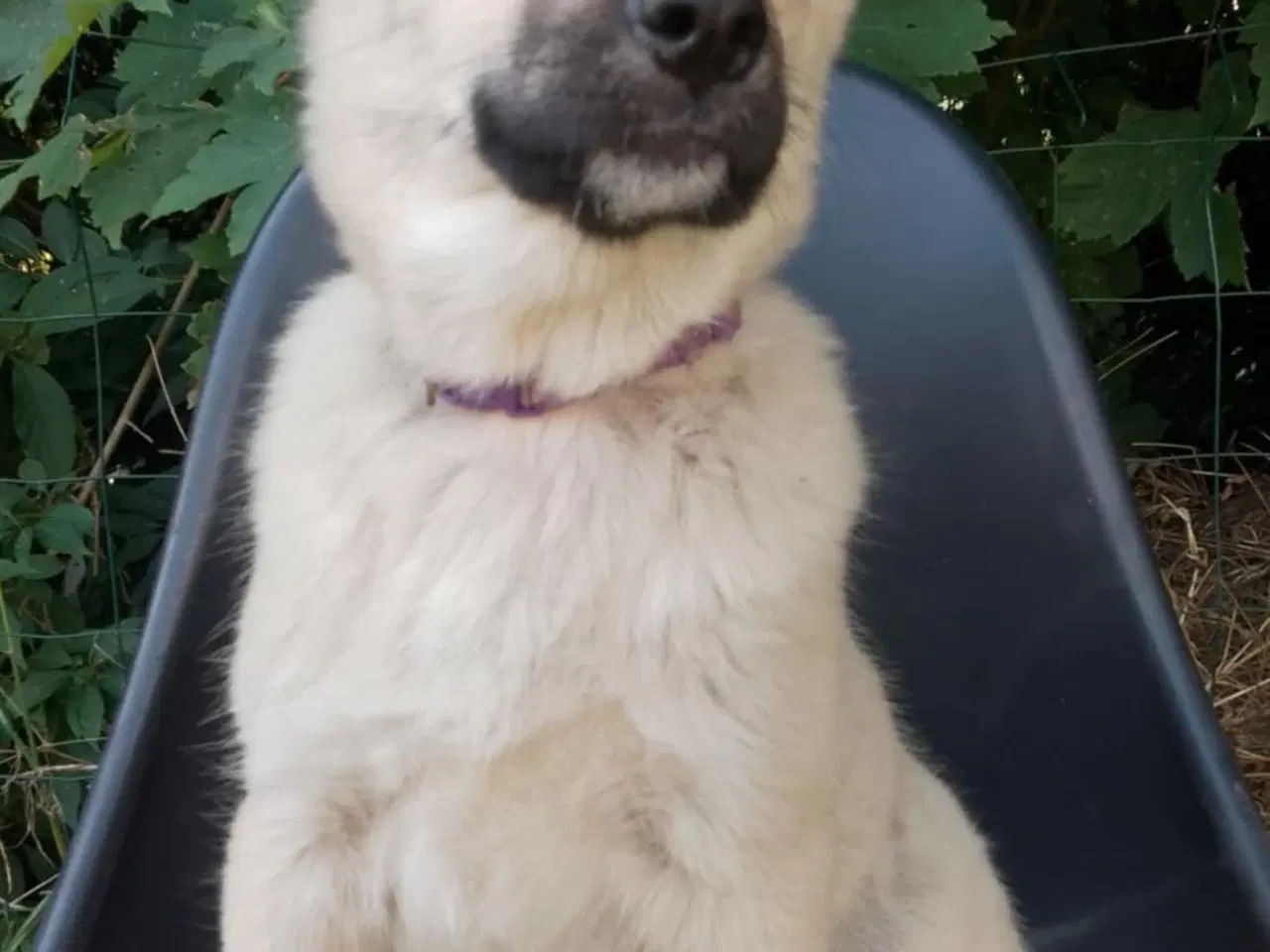 Billede 3 - Husky blandinger 