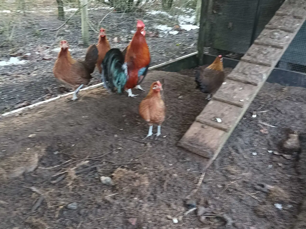 Billede 7 - Danske landhøns dværg 