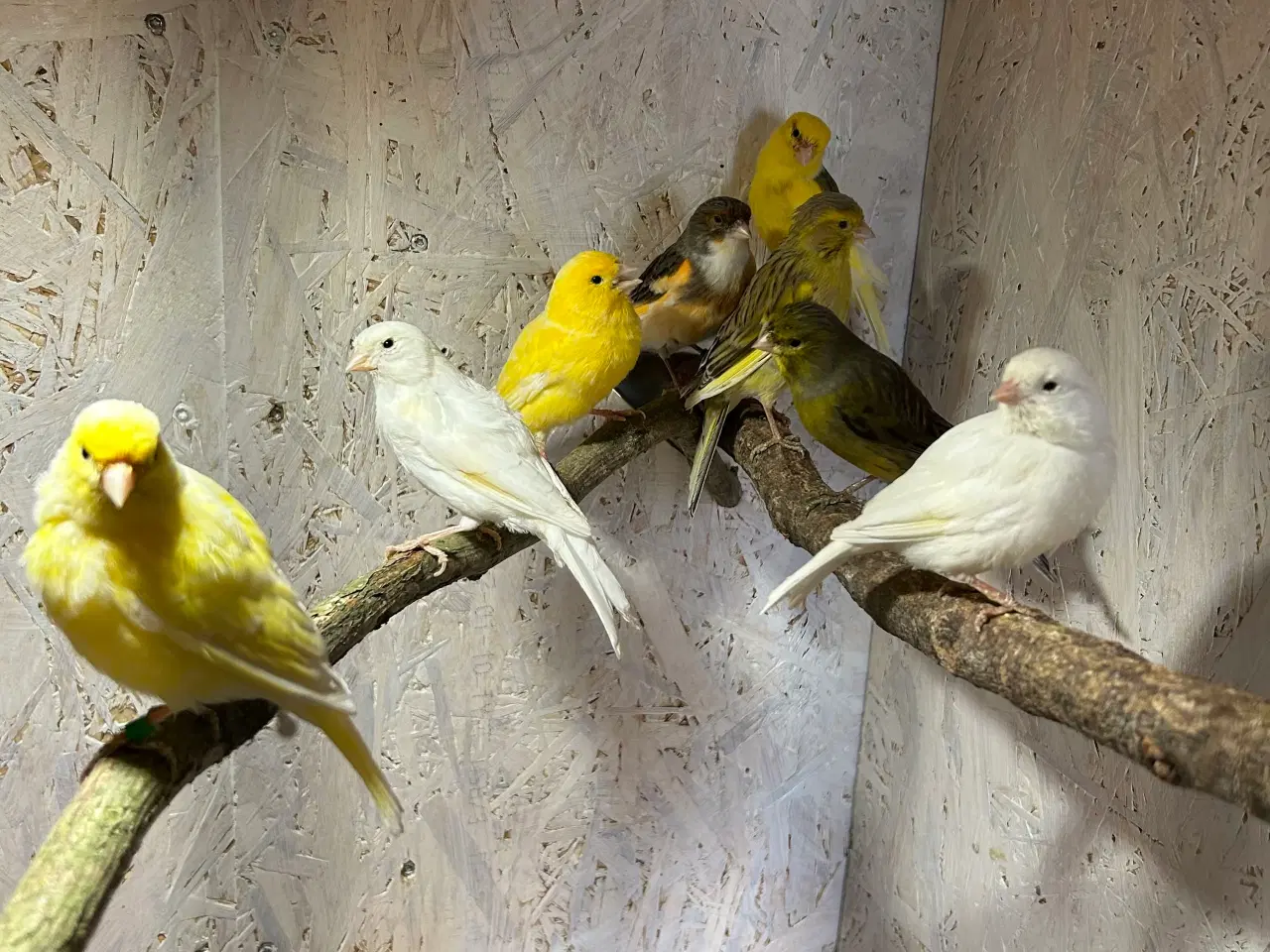 Billede 1 - Kanariefugle 