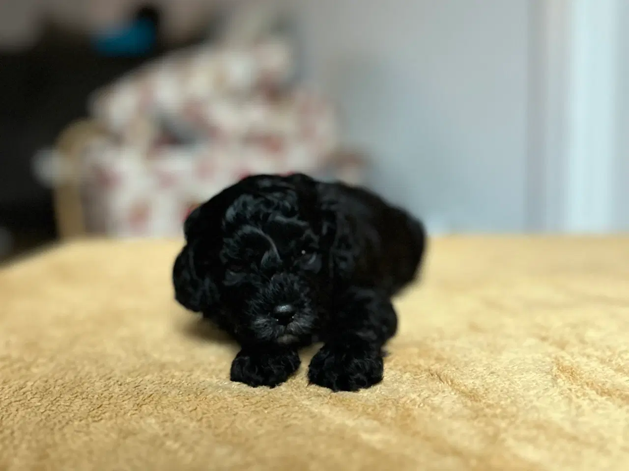 Billede 1 - Cavapoo / Toycavapoo F1