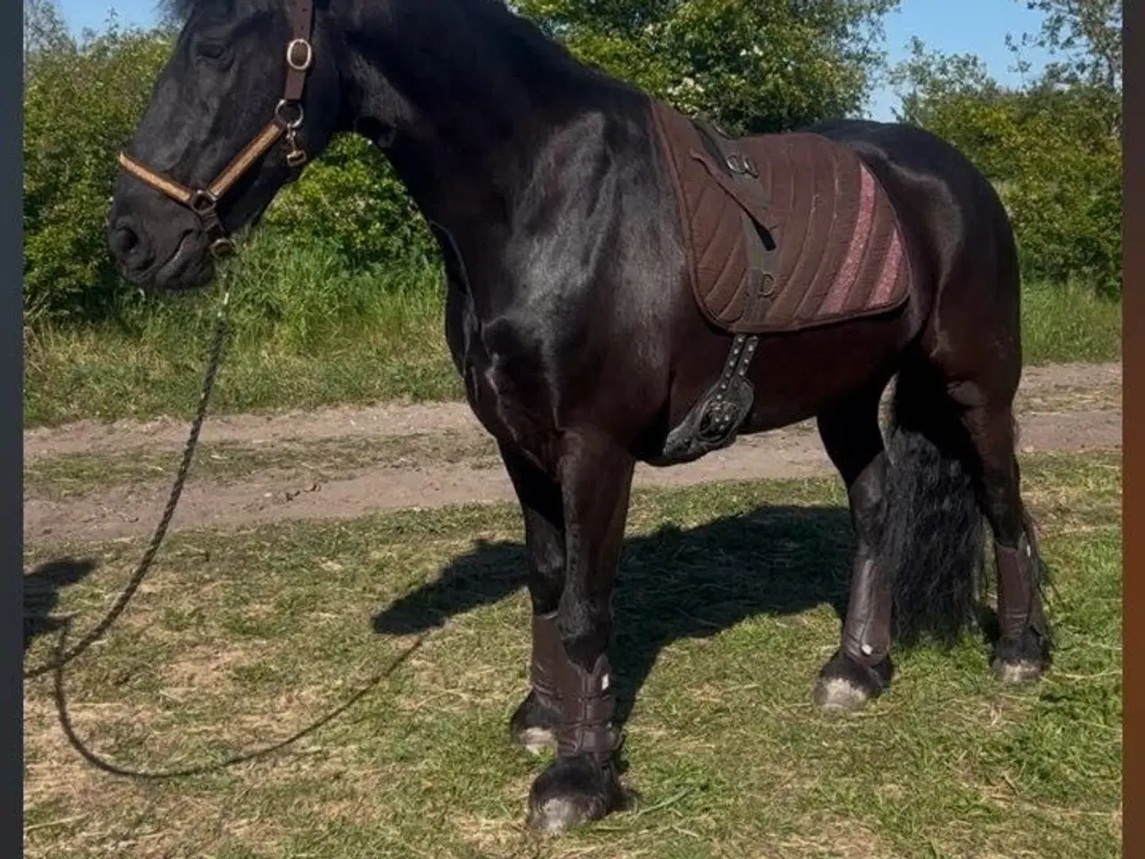 Billede 1 - Sælger denne søde vallak 