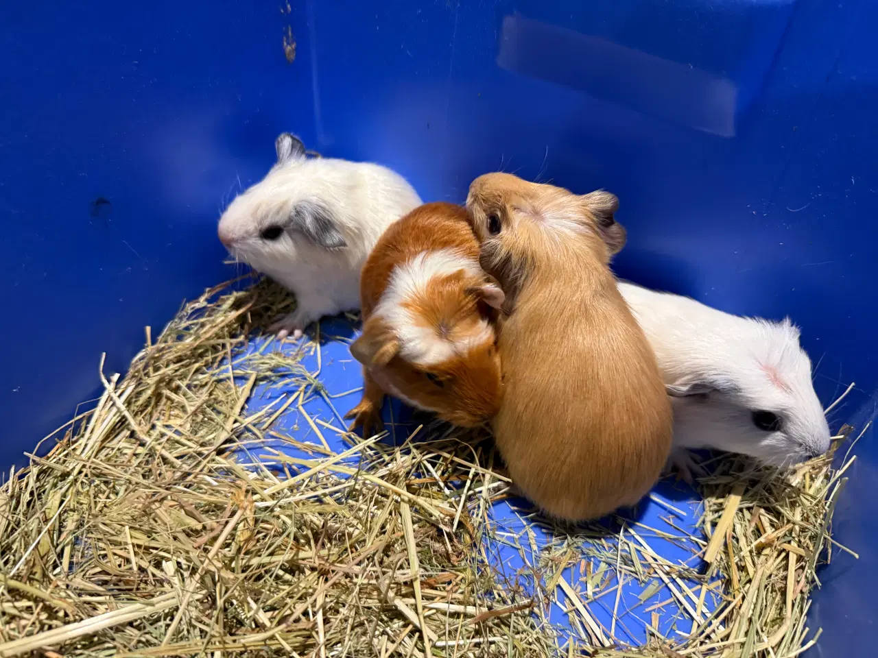 Billede 2 - Marsvin drenge