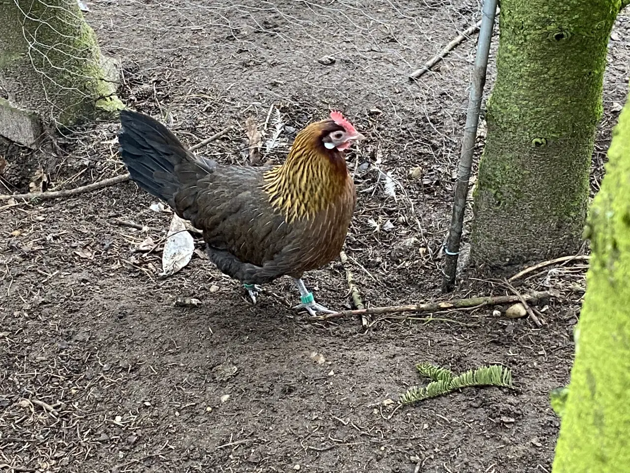 Billede 4 - Dansk land høns 