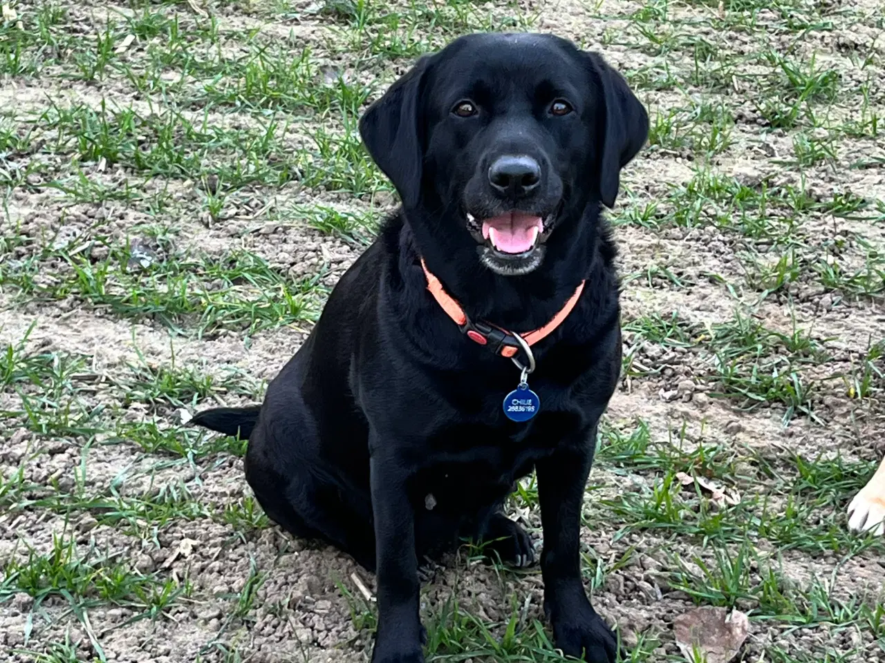 Billede 3 - Labrador retrievere efter bedste jagtlinjen (F1) 