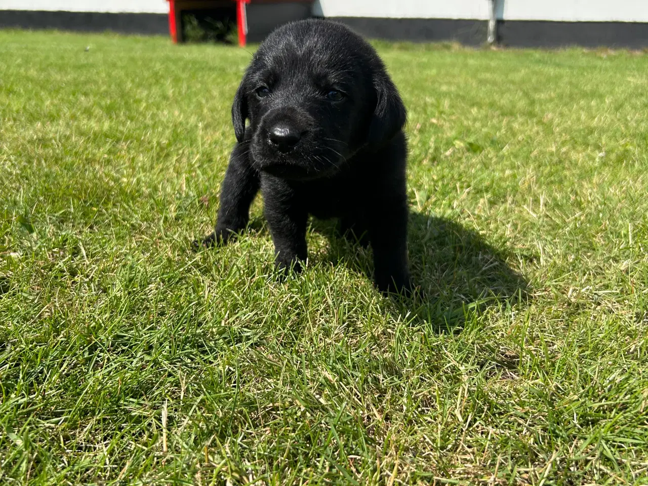 Billede 3 - Labrador hvalp sælges