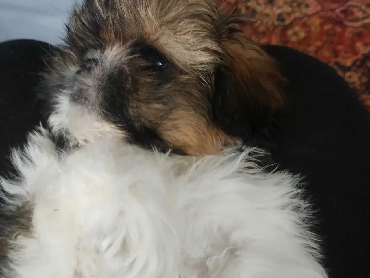 Billede 5 - Tre smukke SHIT TZU...🥰🥰🥰