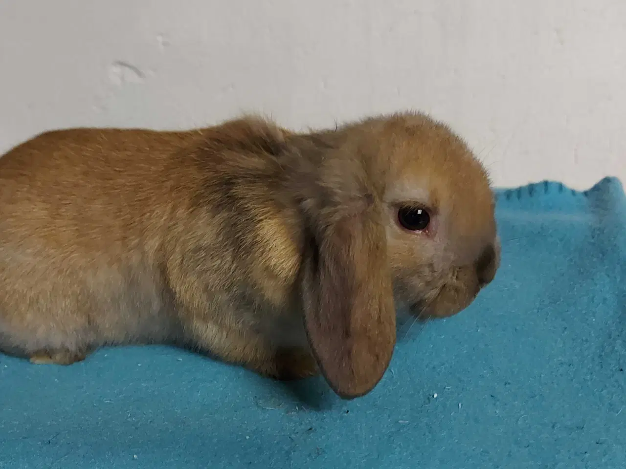 Billede 2 - To skønne dvægvædder unger 