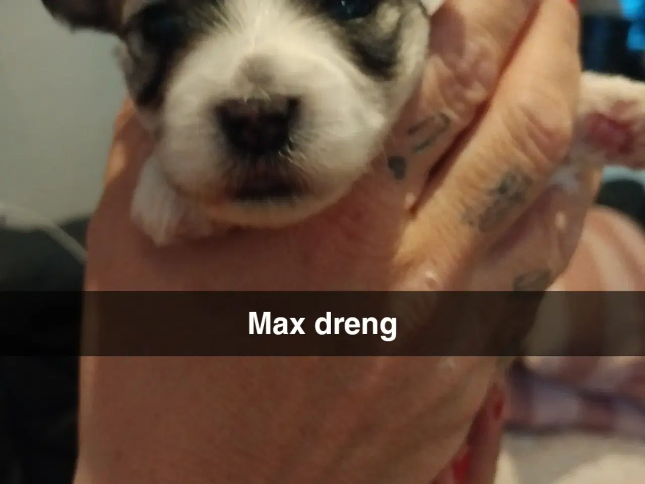 Billede 5 - Lækre hvalpe klar til at flytte d 1/3