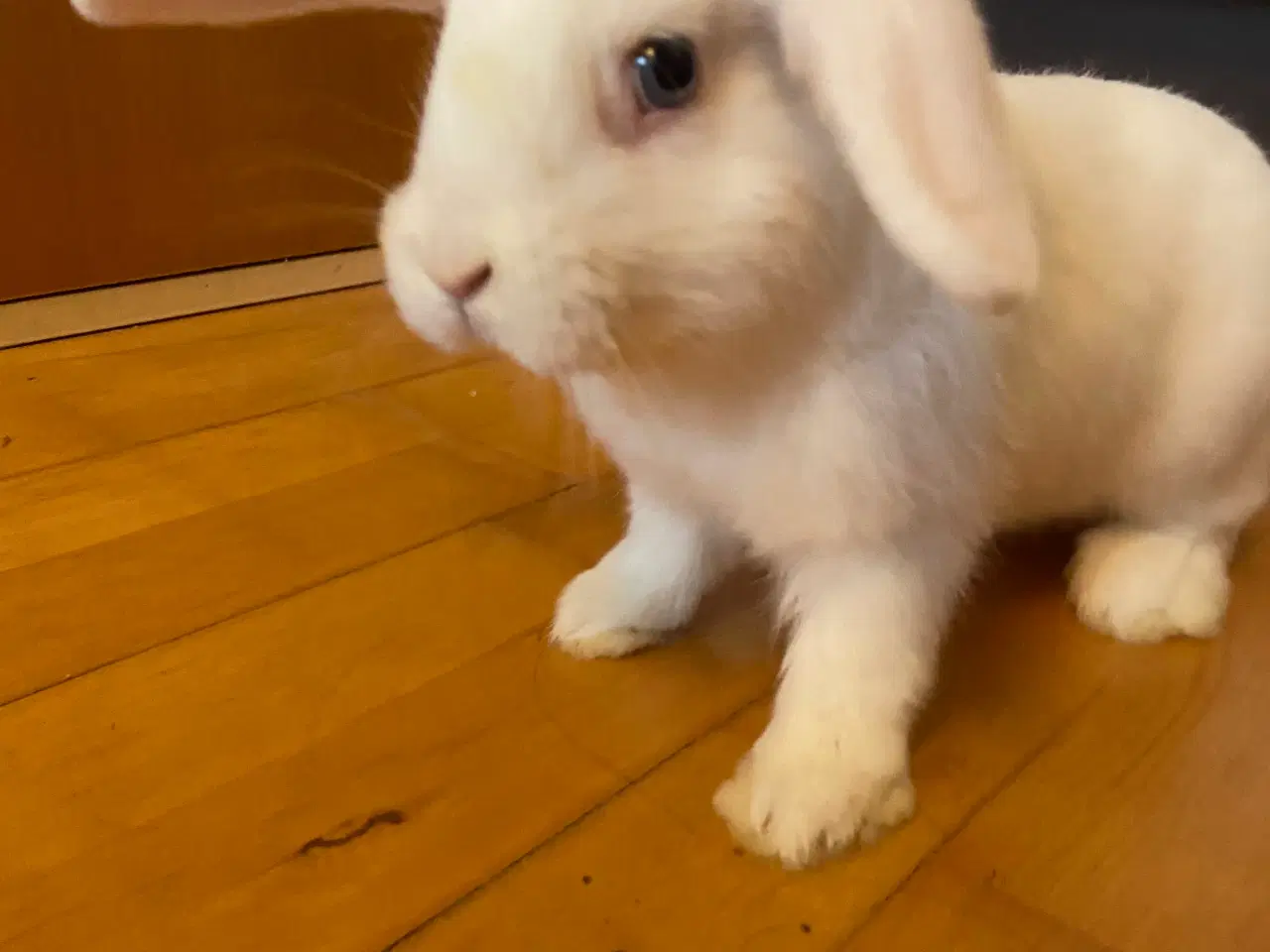 Billede 3 - 3 søde kaninunger søger nyt hjem