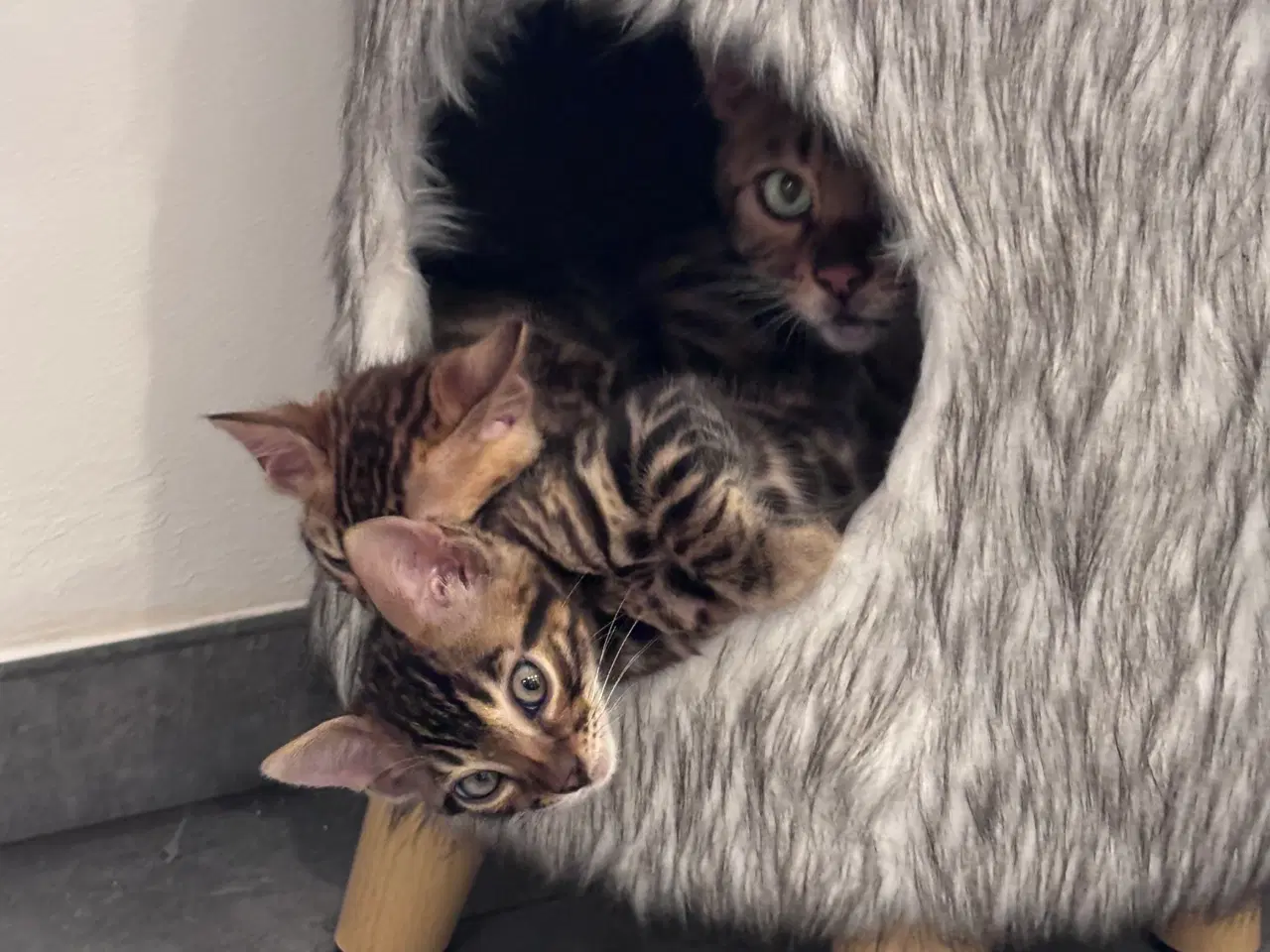 Billede 5 - Bengal dreng 