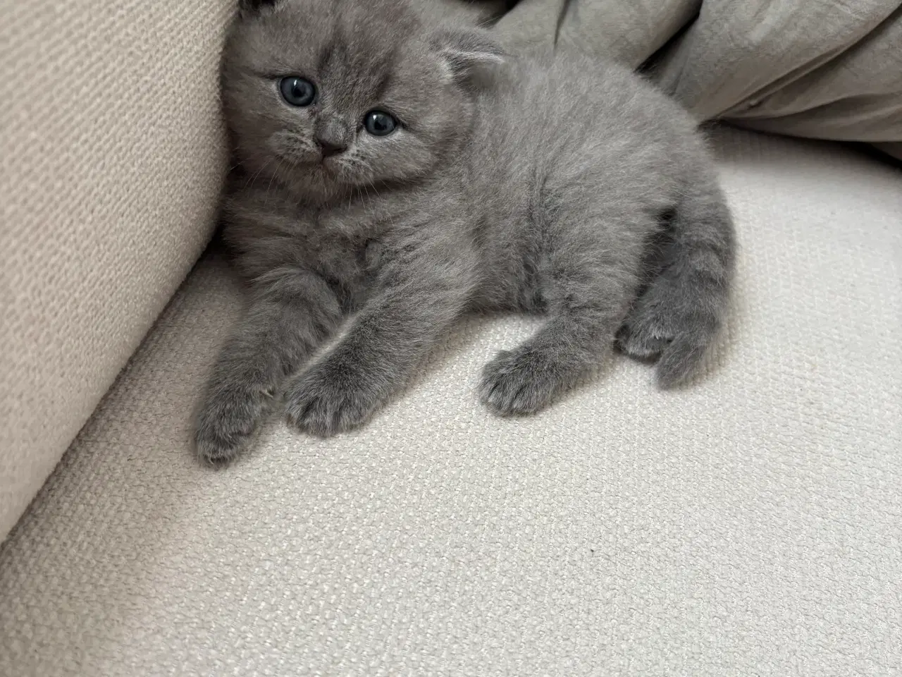 Billede 4 - British shorthair killinger