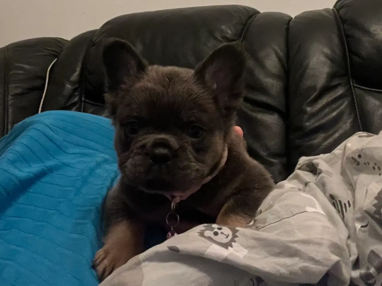 Billede 6 - Fluffy fransk bulldog