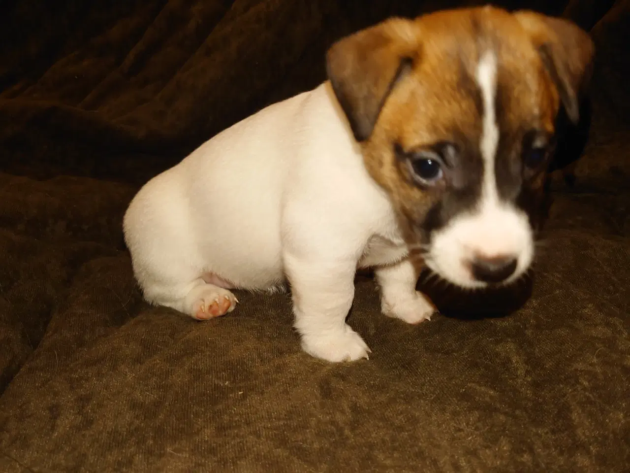 Billede 2 - Jack Russel tæve hvalp ( lav benet)