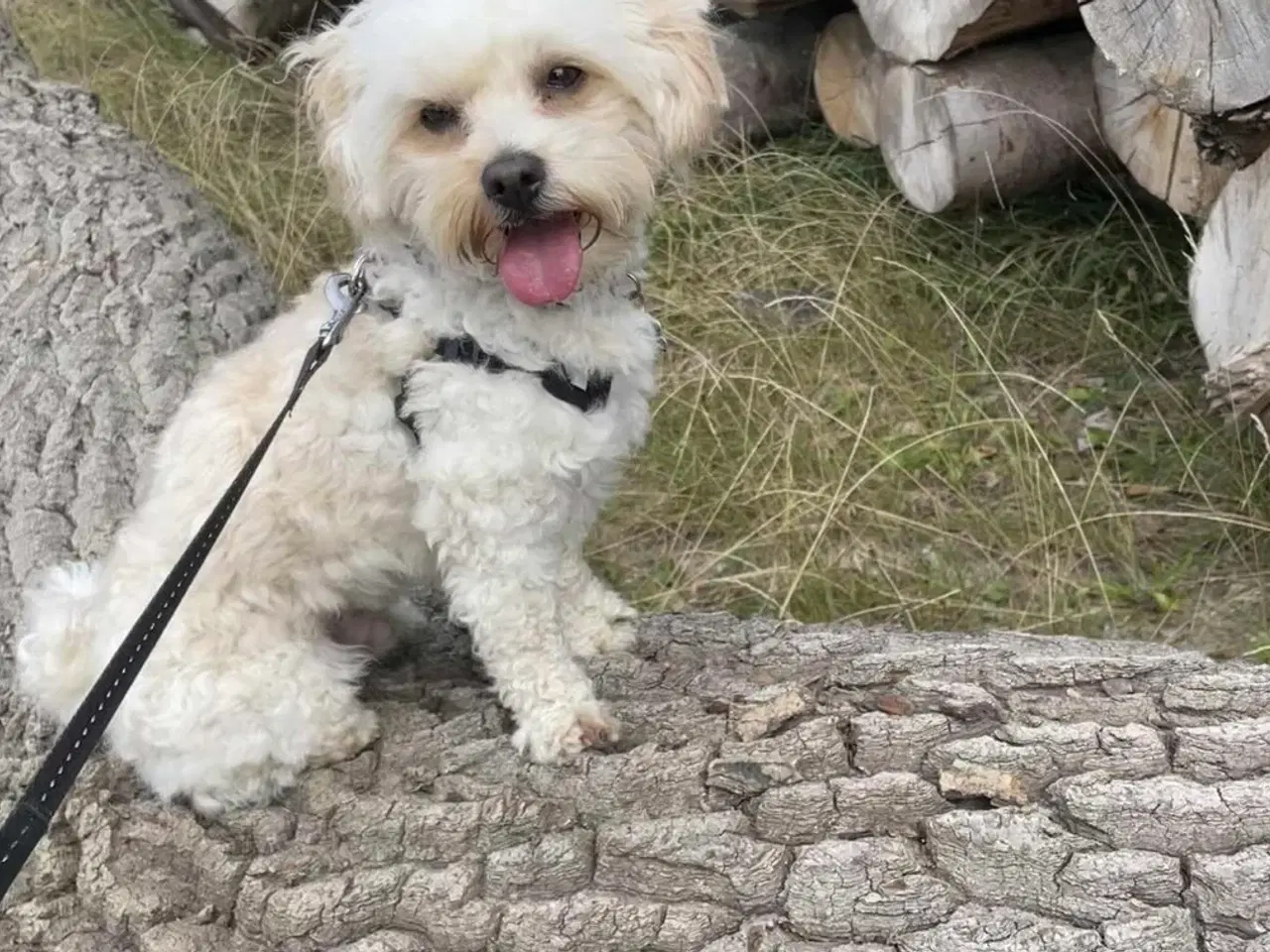 Billede 10 - Malteser/ Maltipoo