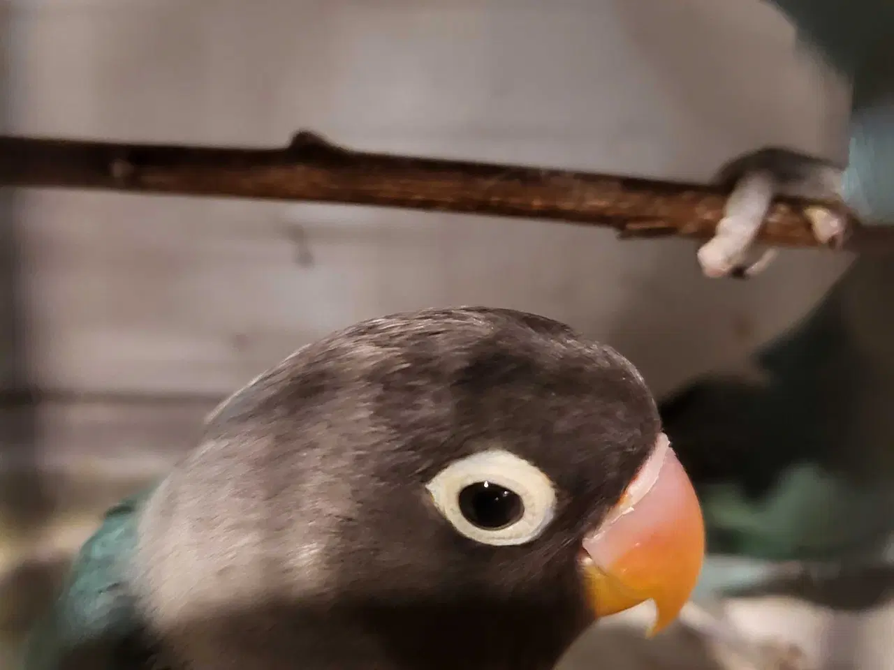 Billede 1 - Papegøje 