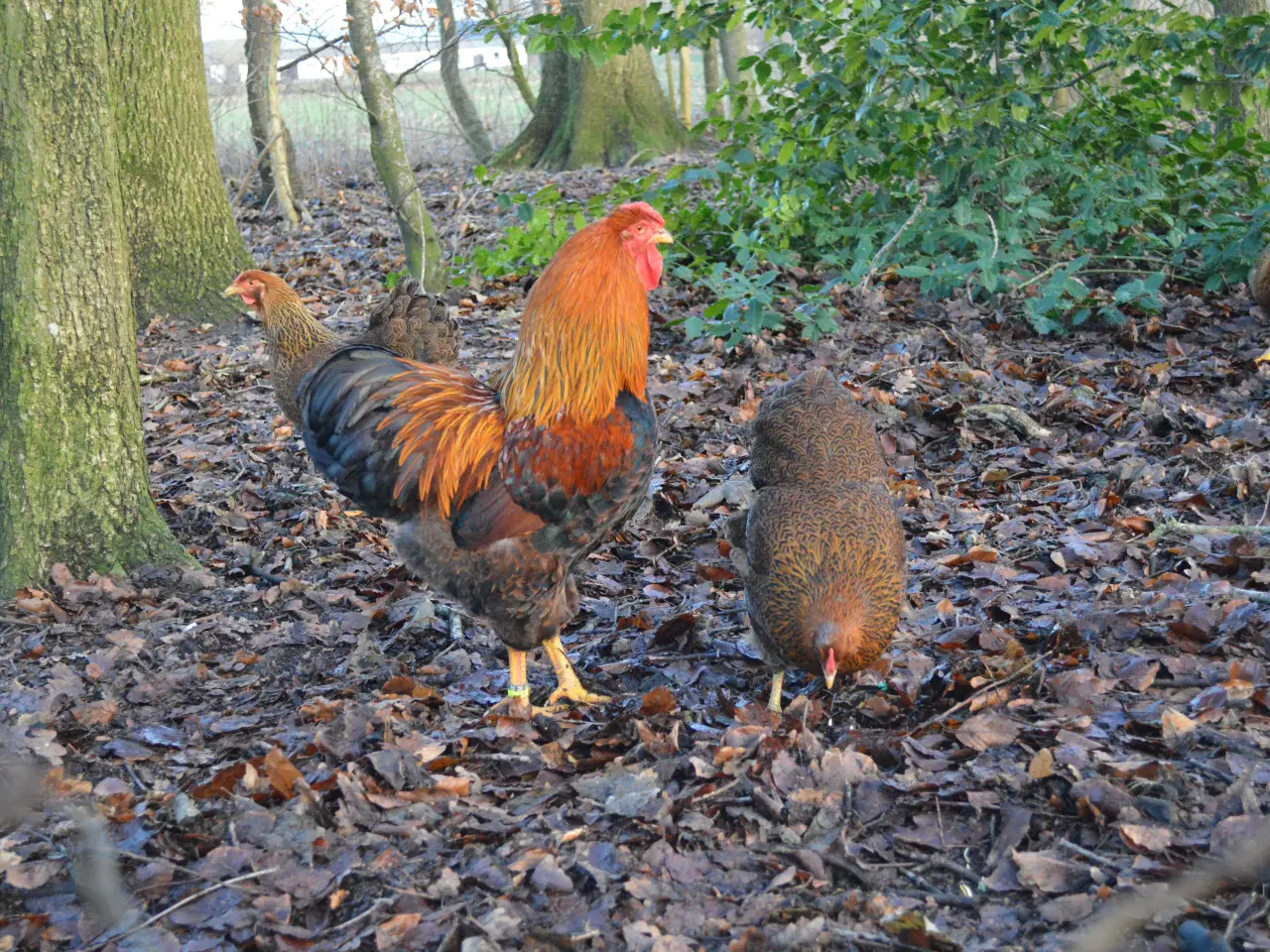 Billede 3 - høns avlstamm store Wyandotter guld-sortbåndet