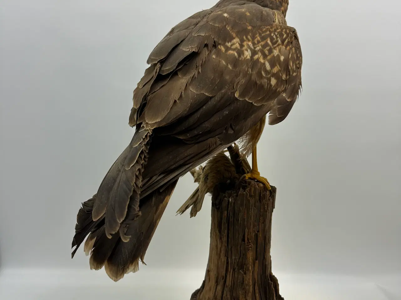 Billede 8 - Udstoppet høg m. bytte