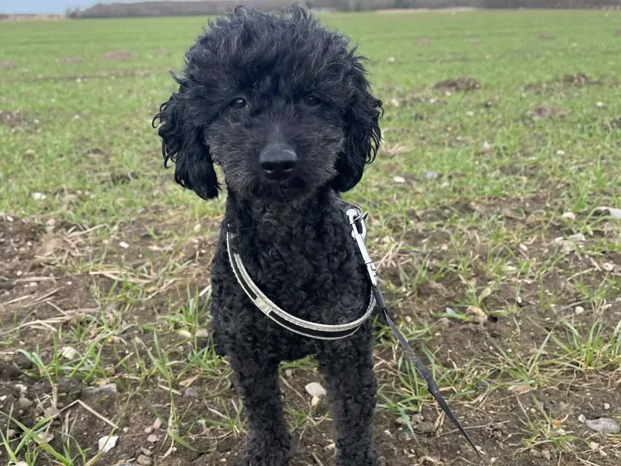 Billede 4 - 🌸 Skønne Verdi søger et kærlige hjem 🌸