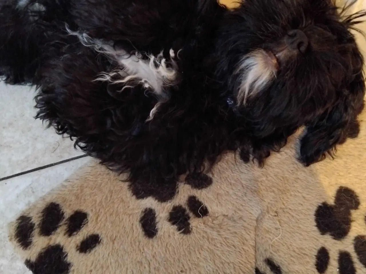 Billede 1 - Shih tzu Født 2 aug