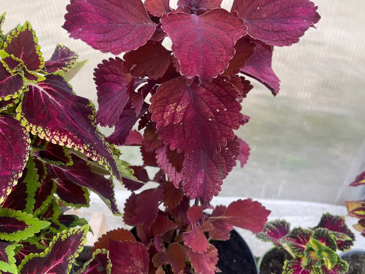 Billede 4 - Forskellige planter sælges