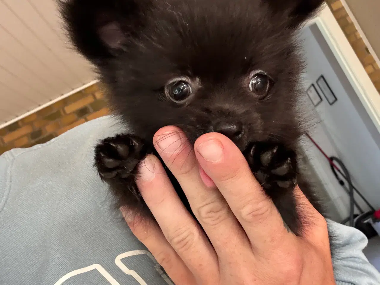 Billede 2 - Pomchi hvalp 