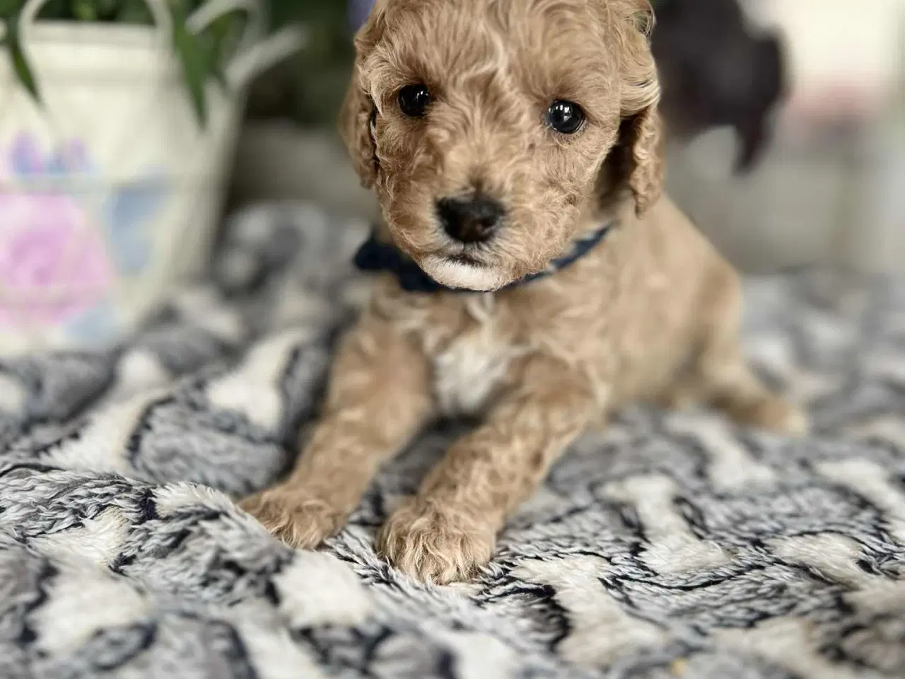 Billede 12 - Maltipoo tæve 
