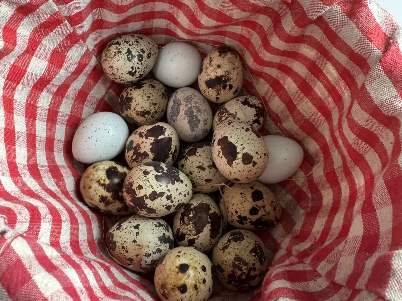 Billede 2 - Vagtel rugeæg 