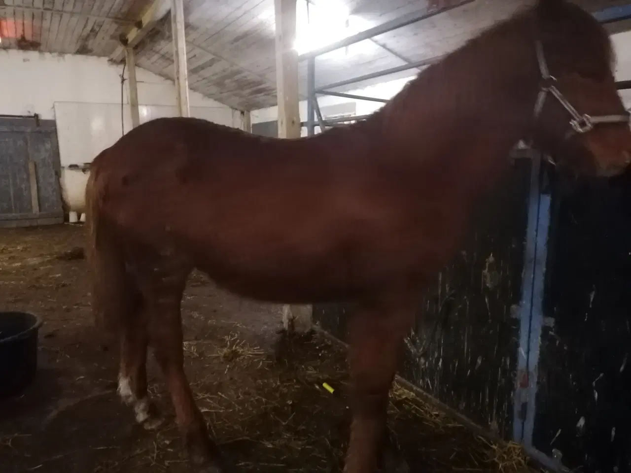 Billede 8 - Pinto islænder blending