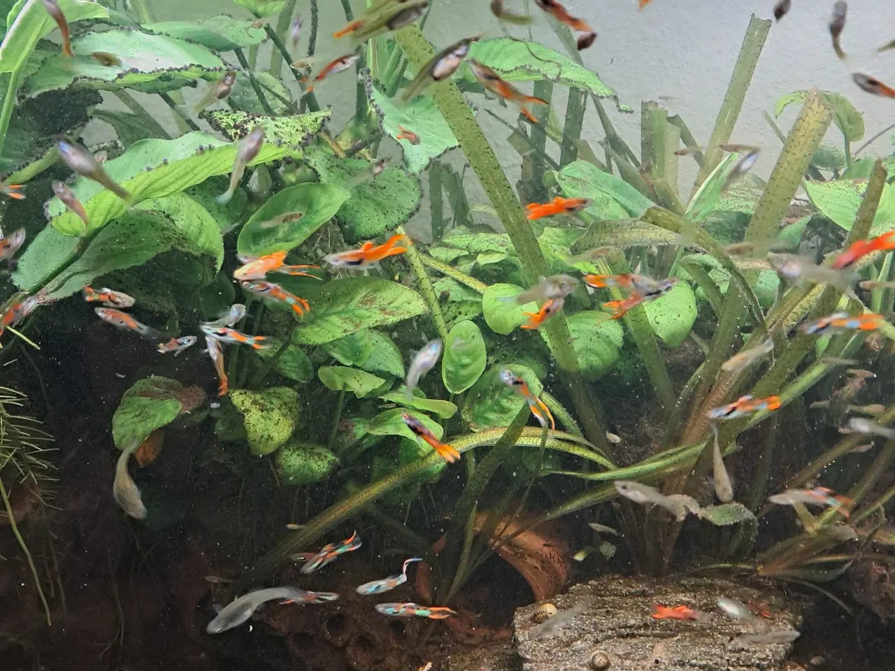 Billede 6 - Mix endler guppy unger