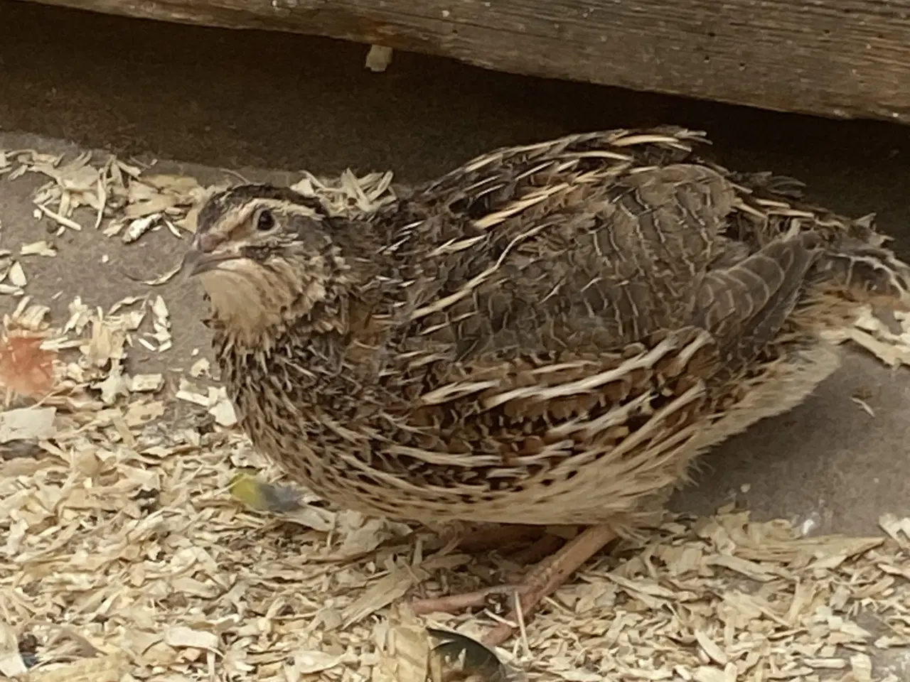 Billede 2 - JUMBO Vagtler KUN 50kr