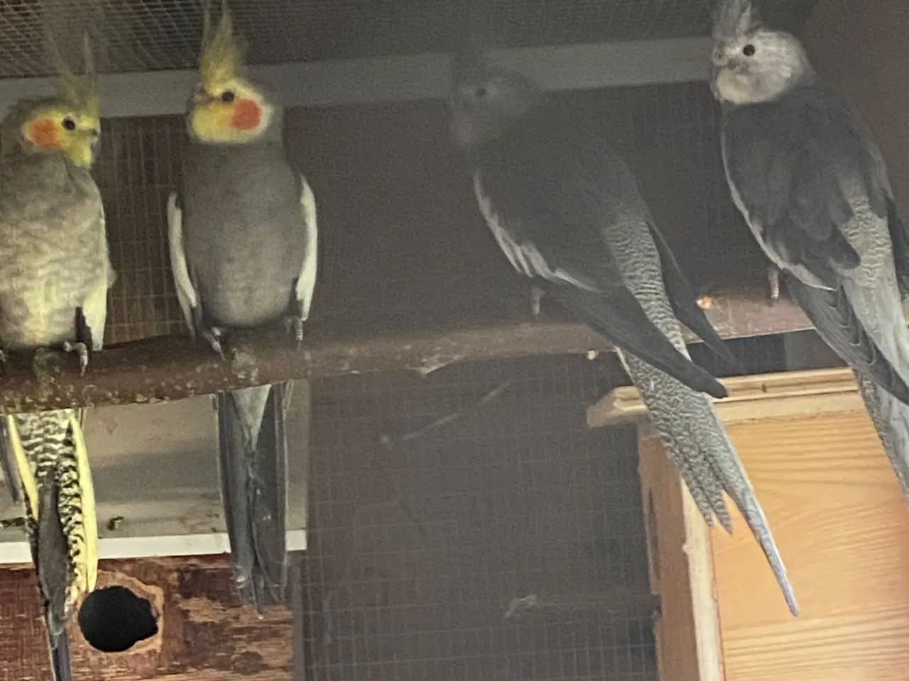 Billede 3 - 6 stk Nymfer parakitter