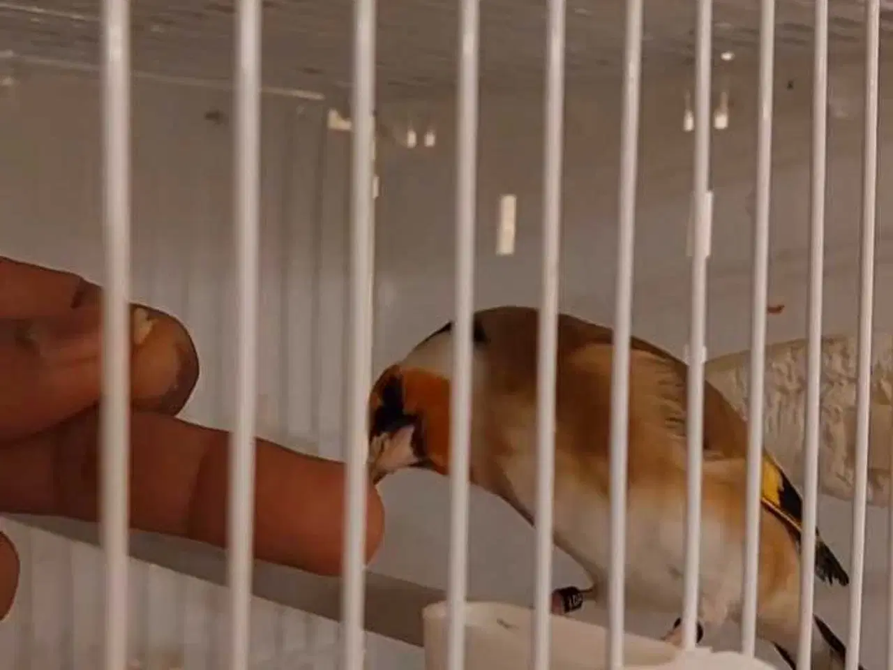 Billede 1 - Super tamme Major Stillits (Classic) fra 2025