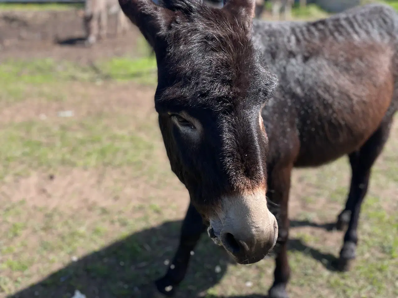 Billede 5 - Æsel hingst 