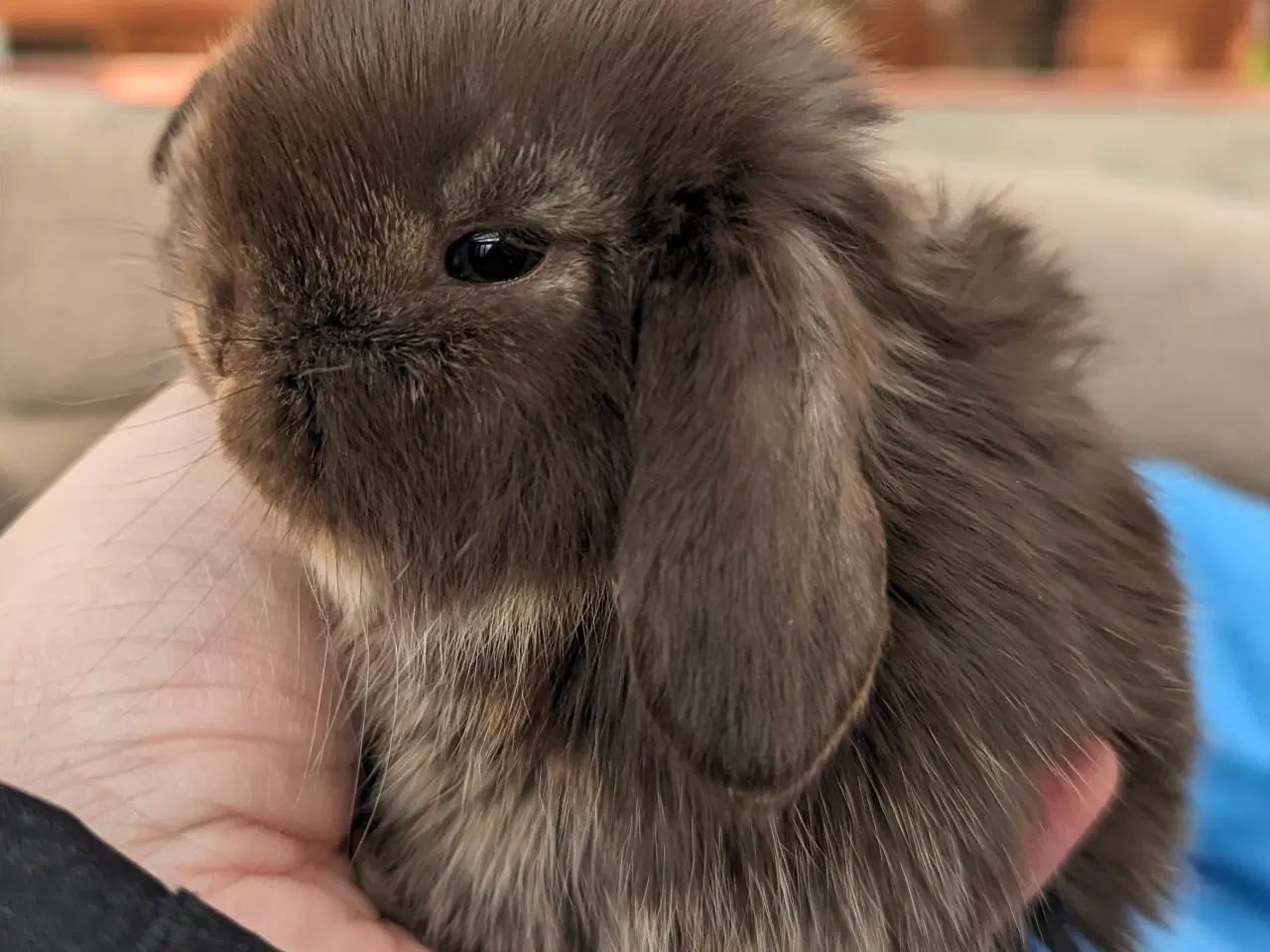 Billede 5 - Minilop kaninunge sælges 