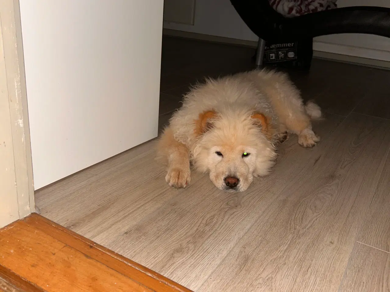 Billede 4 - Smuk og kærlig Chow Chow – 6 måneder, sund og glad