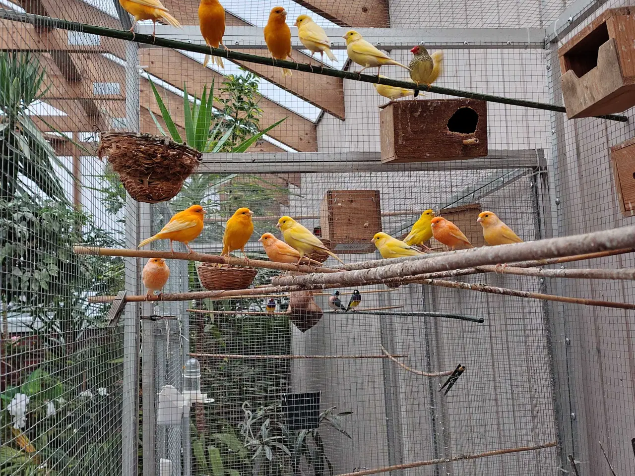 Billede 1 - Kanariefugle sælges