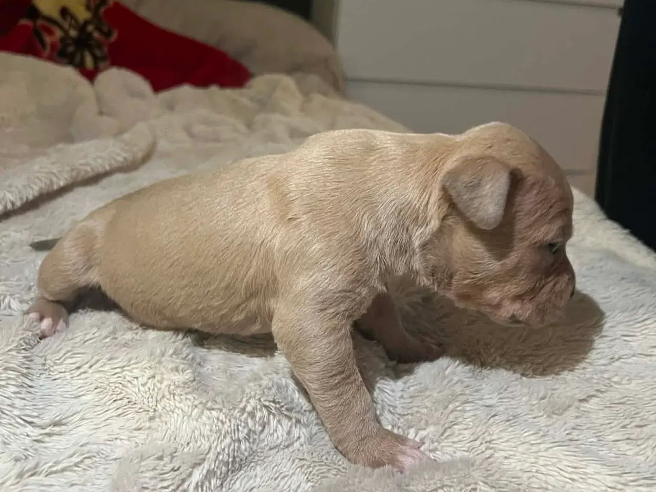 Billede 12 - American bully 🐶 