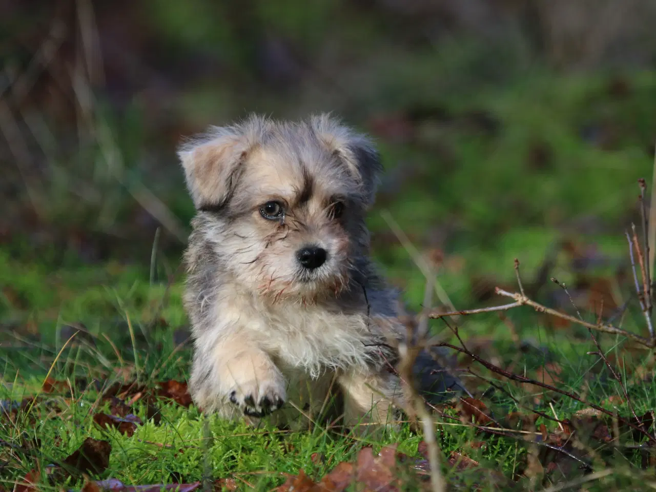 Billede 9 - Bichon havanais x cavalier king charles spaniel