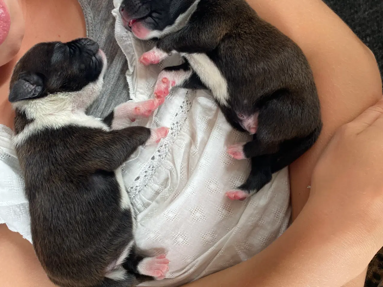 Billede 6 - Staffordshire bullterrier hundehvalpe
