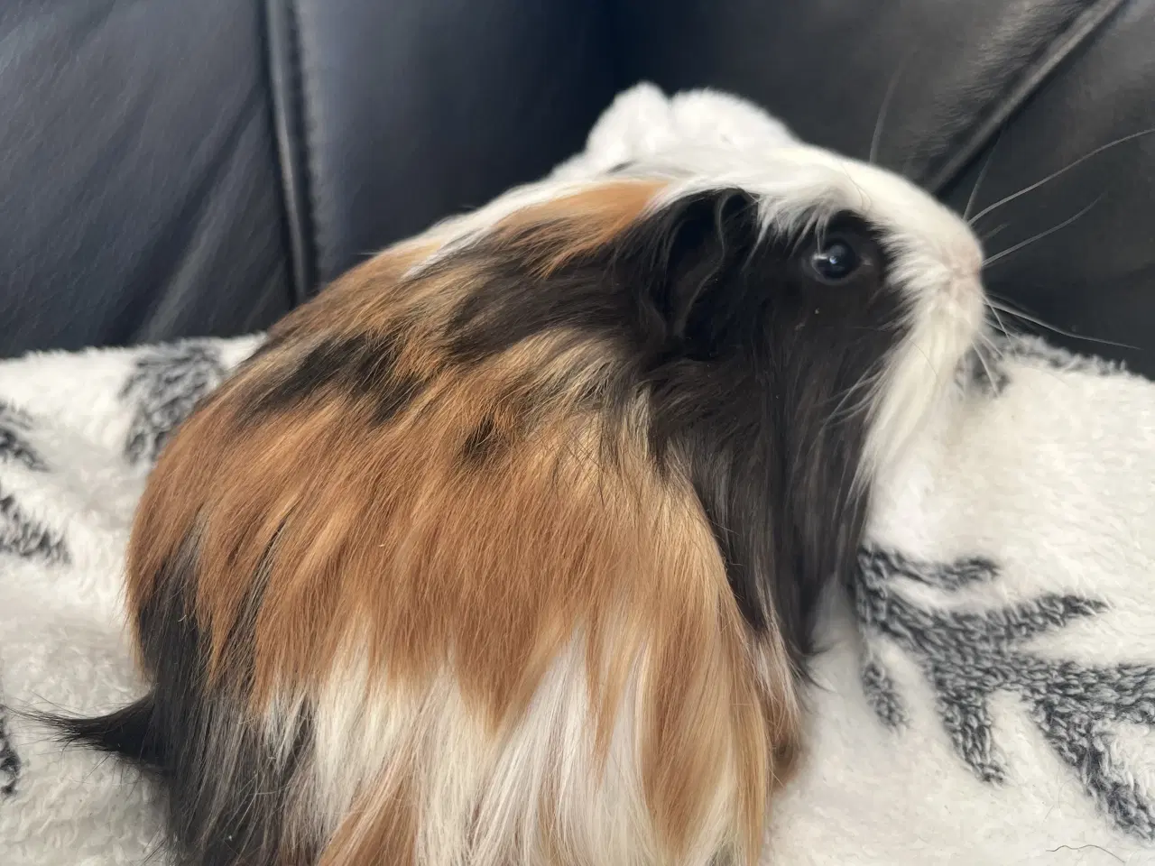 Billede 3 - Marsvin, han