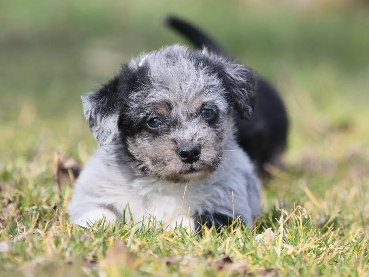 Billede 6 - Bichon havanais