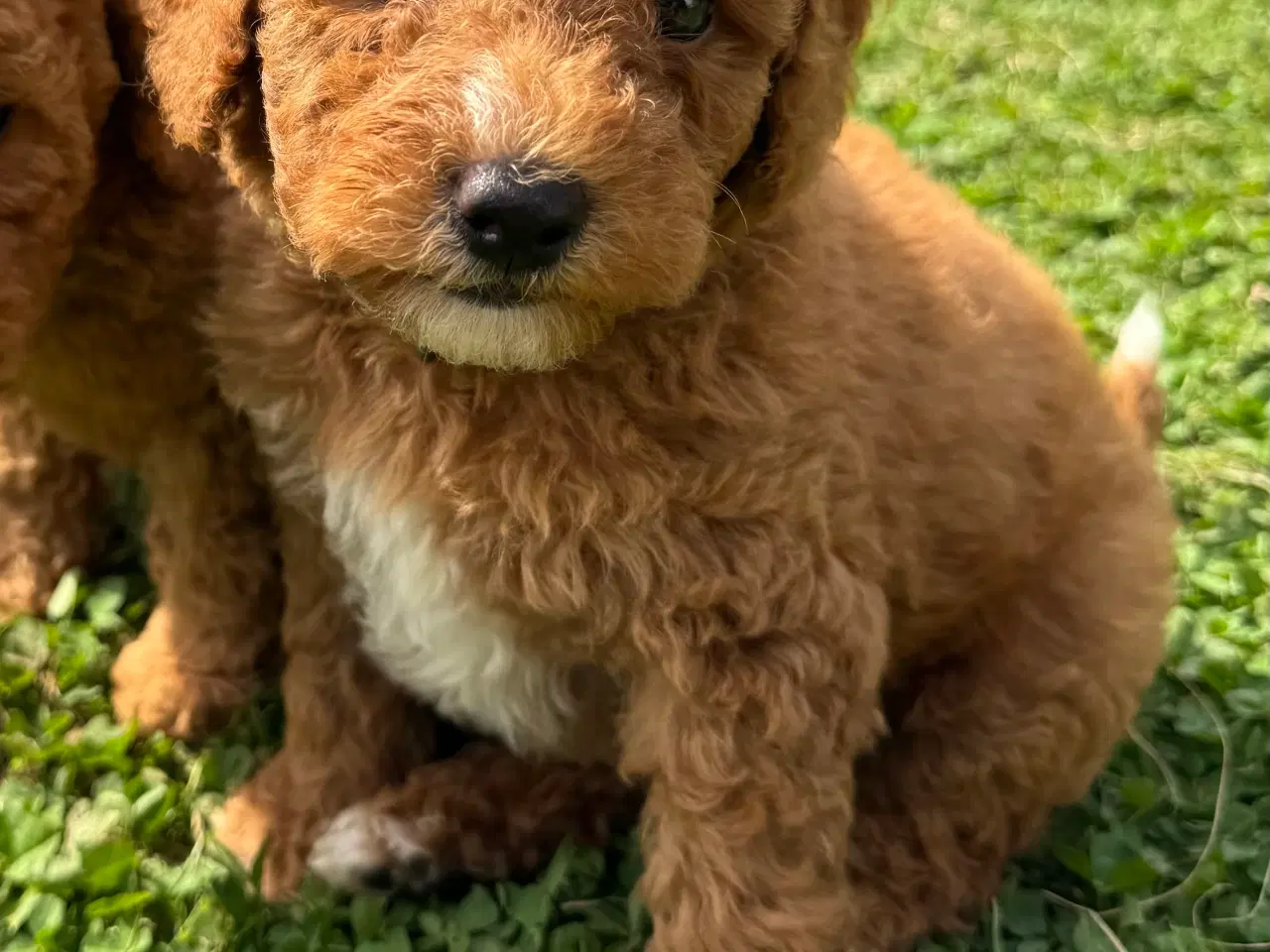 Billede 4 - Goldendoodle babyer 🥰🐾
